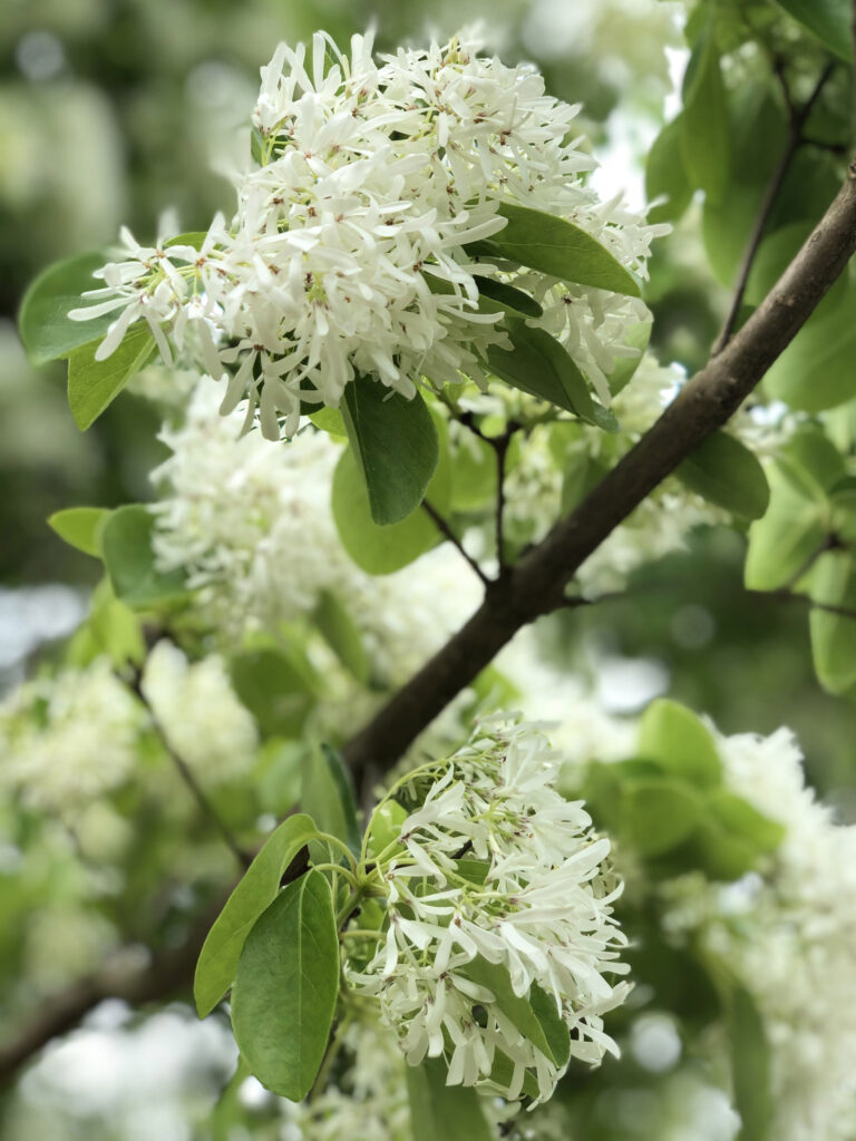 Spirit Flowers and Leaves 04.22.20