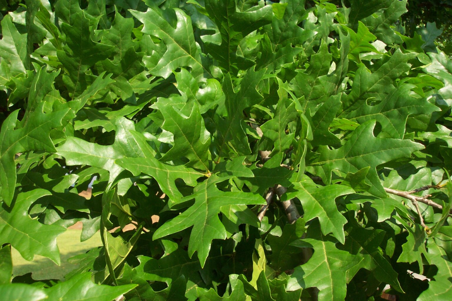 Highbeam® Overcup Oak - Select Trees