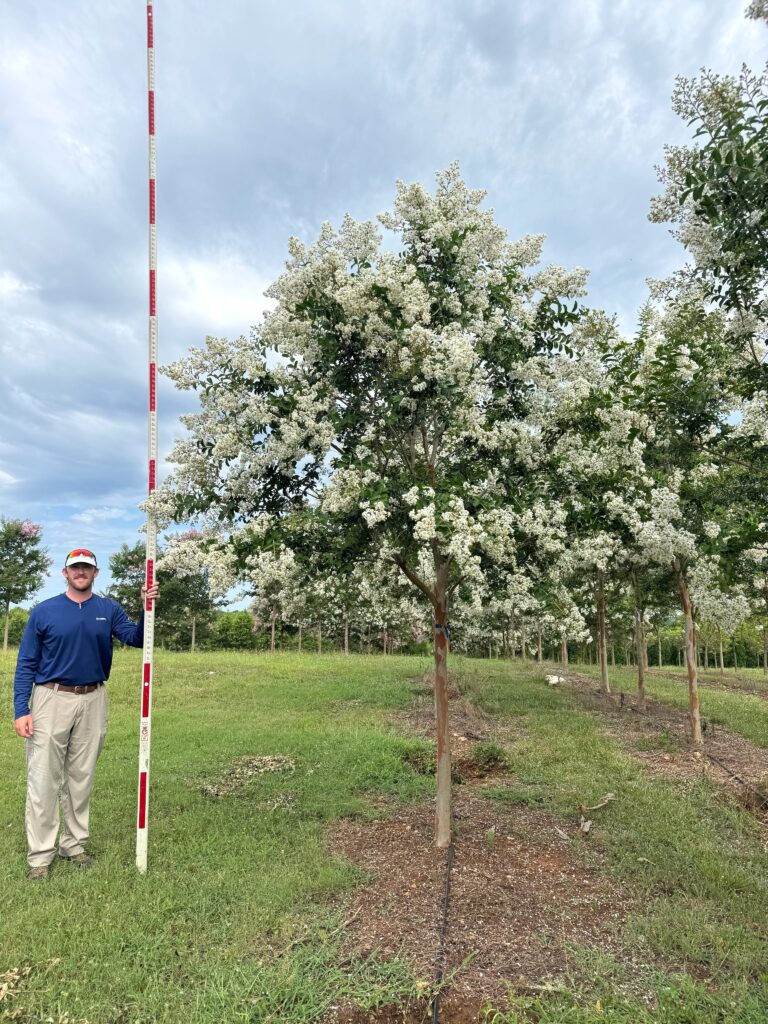 3.5 in Sarah's Favorite Crapemyrtle - (4)
