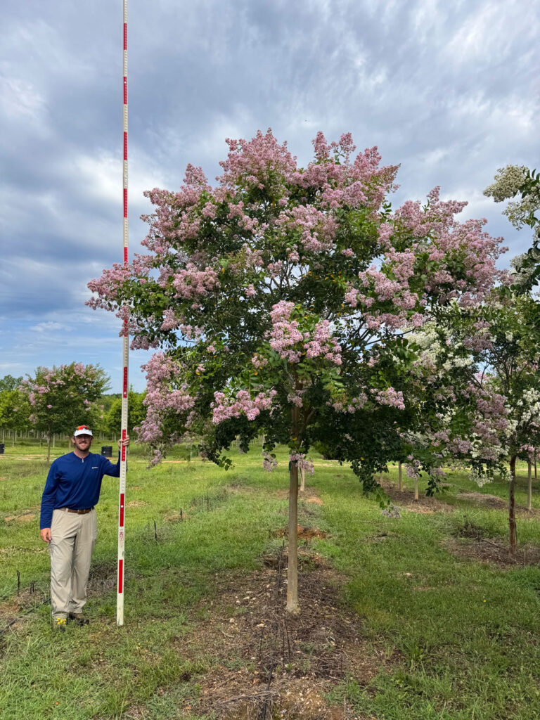 4 in Muskogee Crapemyrtle - (1)