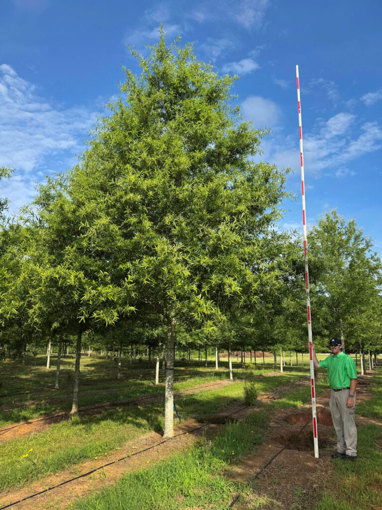 6.5 inch Ascendor Willow Oak - 4e