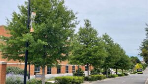 Ascendor Willow Oak-Volunteer Blvd Phase 1 - After Photojpg