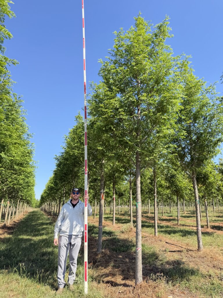 4 in Phoenix Spire Dawn Redwood – (2)