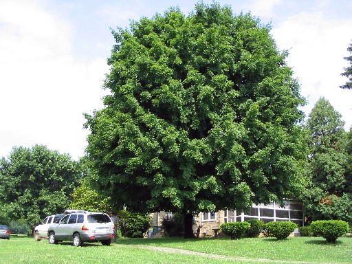 Acer saccharum Moon