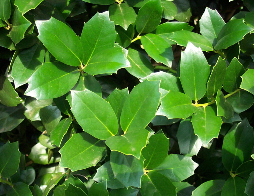 PF Asp Leaf