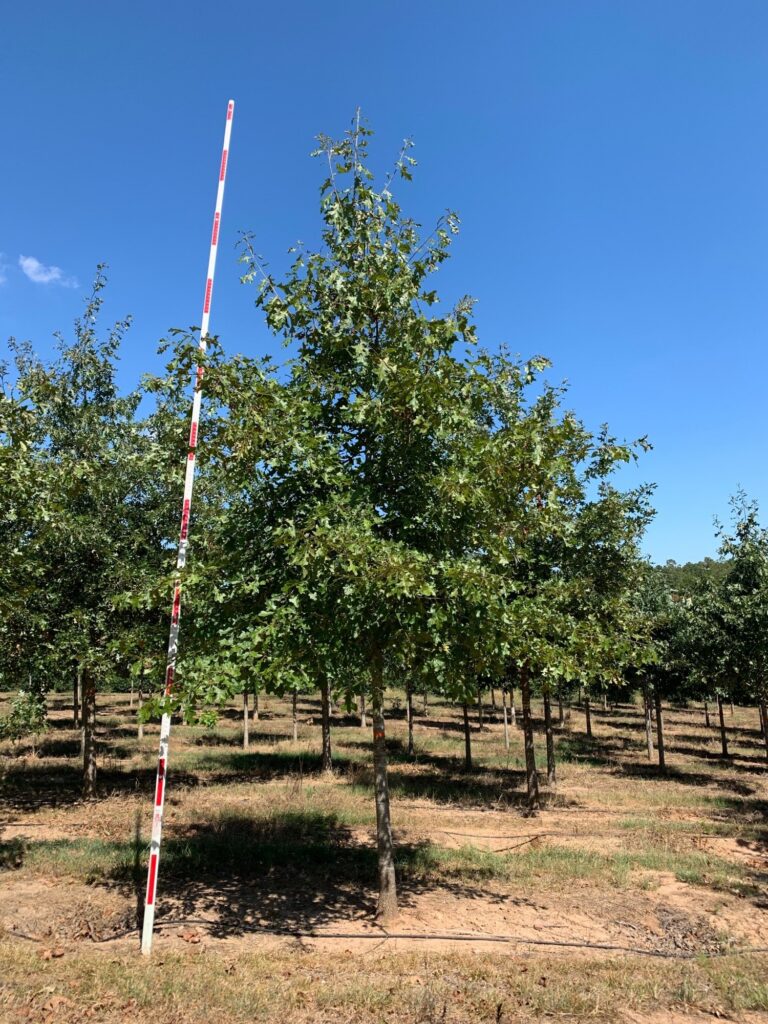 4-5 in Cherrybark Oak