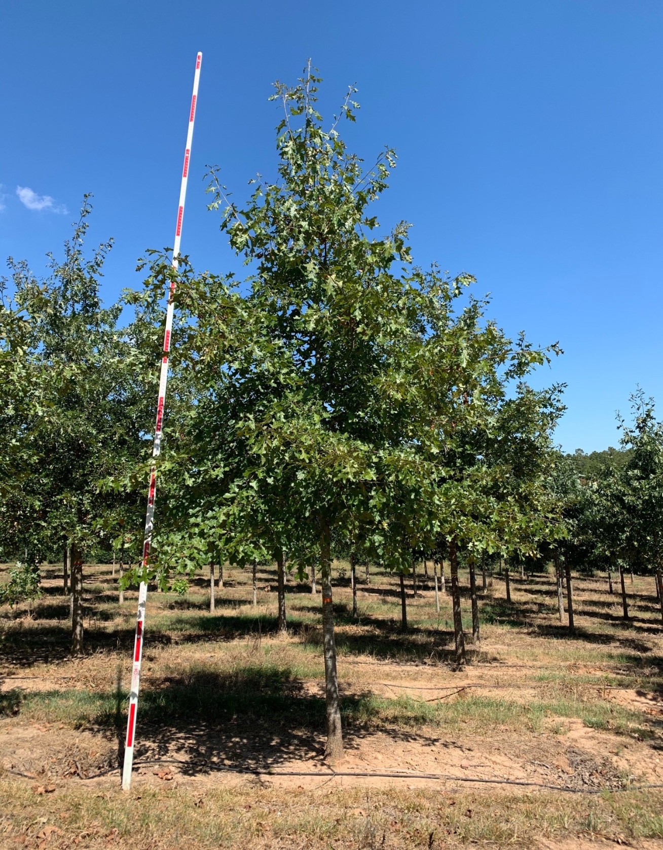 4-5 in Cherrybark Oak COVER