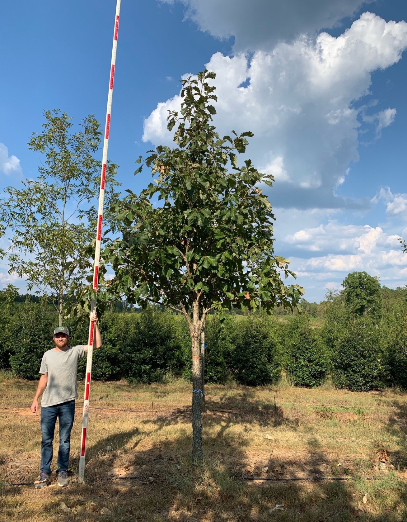 4.5 in Swamp White Oak - COVER