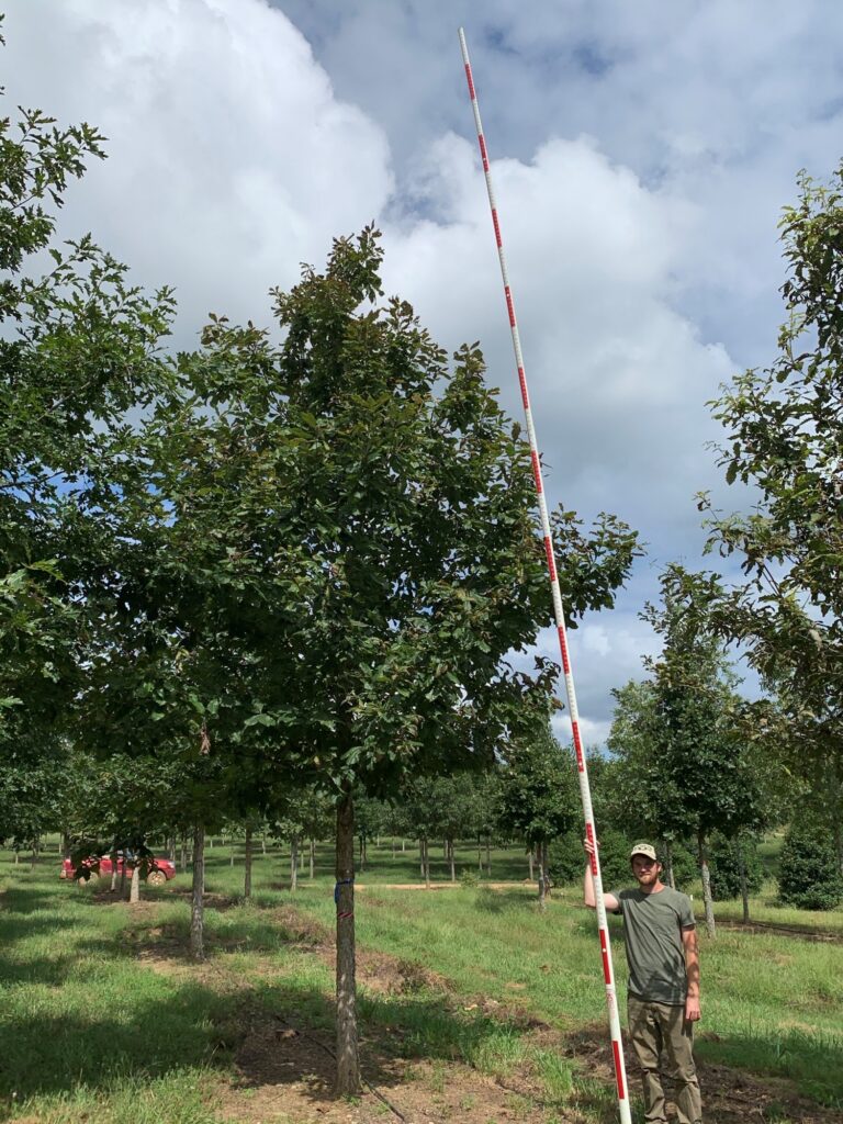 5-6 in Swamp Chestnut Oak - (2)