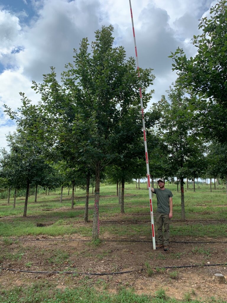 6-7 in Swamp Chestnut Oak - (1)