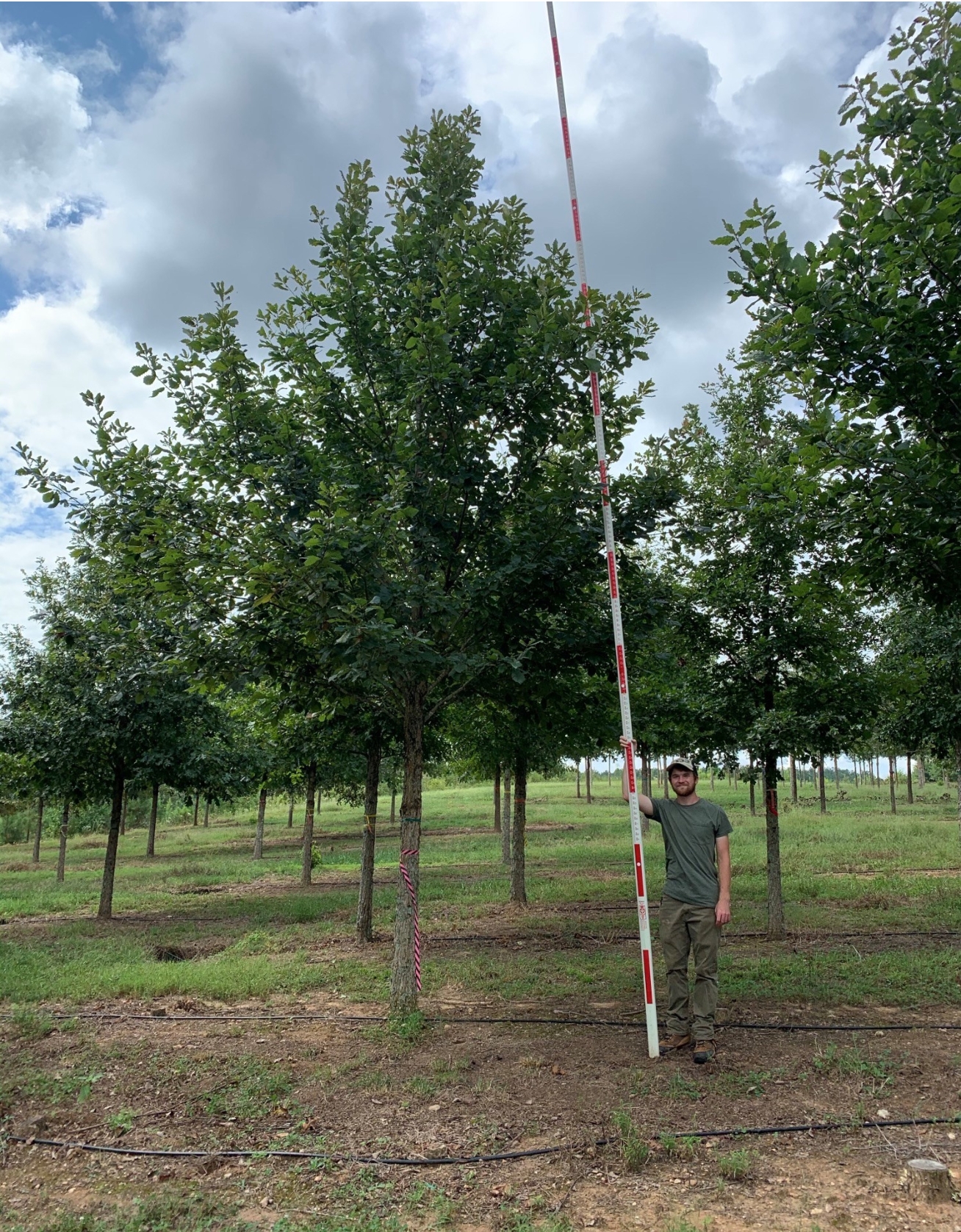 6-7 in Swamp Chestnut Oak - COVER(1)