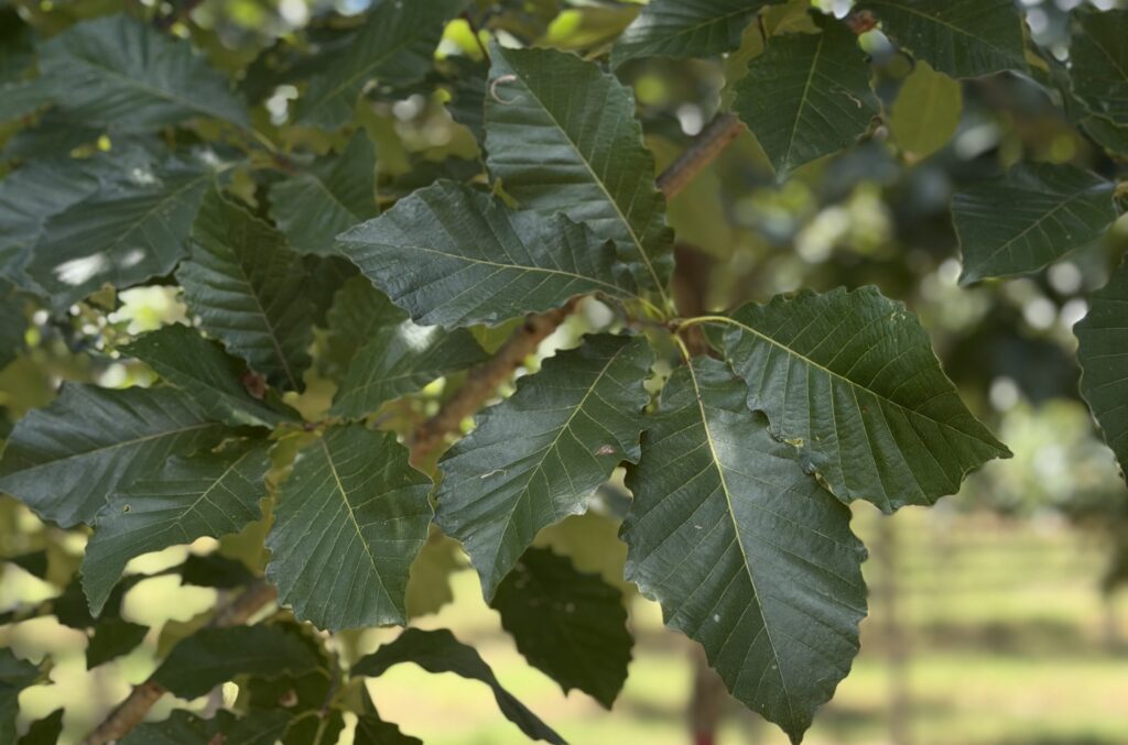 Chinkapin Oak Foliage – 8.19.26 – (1) (002)