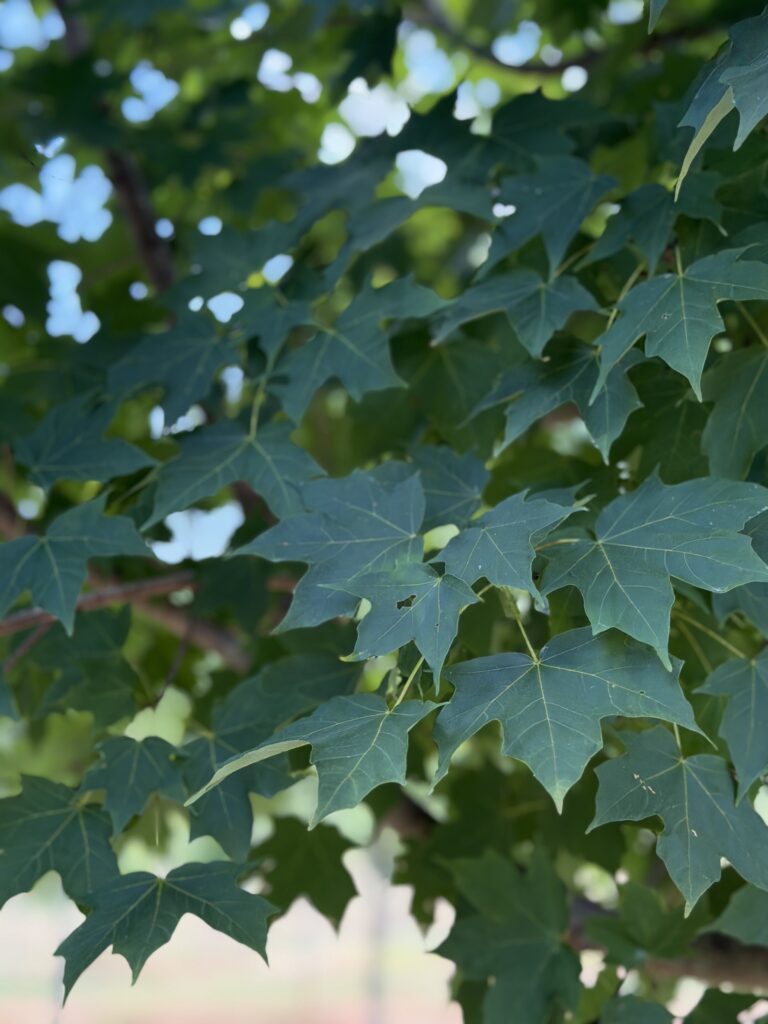 Sweet Amber – Leaf Photo – 8.17.26 – (3)