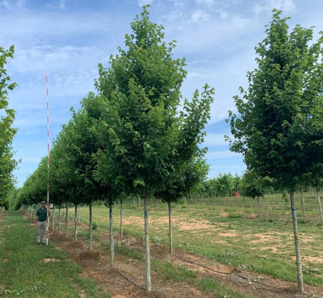 Ulmus parvifolia Allee® Lacebark Elm – Select Trees